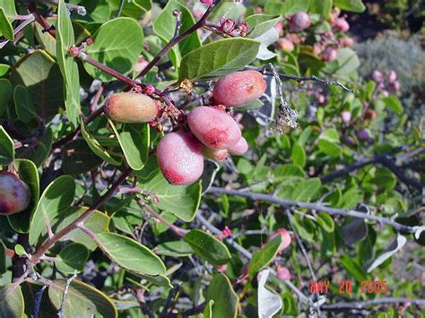 Rhus integrifolia | Flora, Berries, Isla