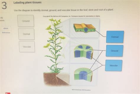 Labeled Diagram Of Leaf Tissue