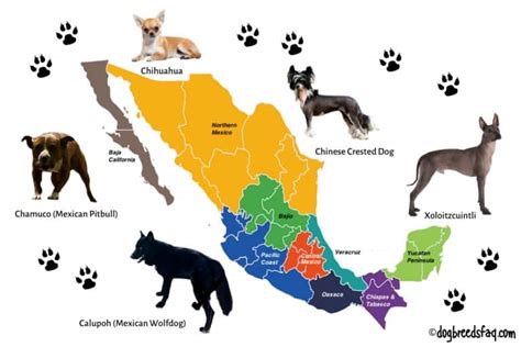 5 Popular Mexican Dog Breeds [ With Photos ]