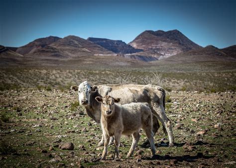 Open Range Cattle | Cattle left to there own devices in the … | Flickr