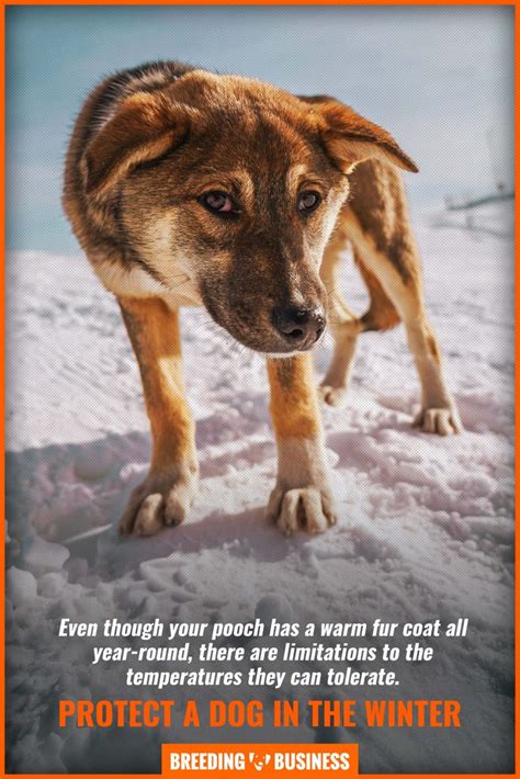 How To Protect a Dog's Paws in the Winter – Methods, Treatment & FAQ