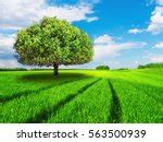 Lone Tree Free Stock Photo - Public Domain Pictures