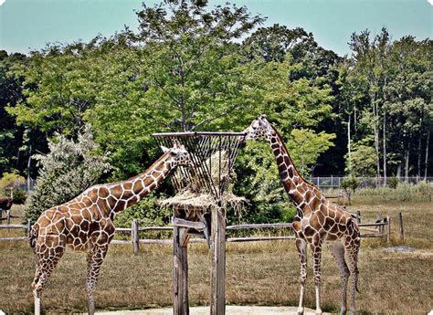 Cape May County Zoo. Another pleasant surprise! This zoo is by donation and we ended up going ...