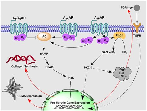 Frontiers | Targeting Adenosine Receptors for the Treatment of Cardiac Fibrosis | Pharmacology