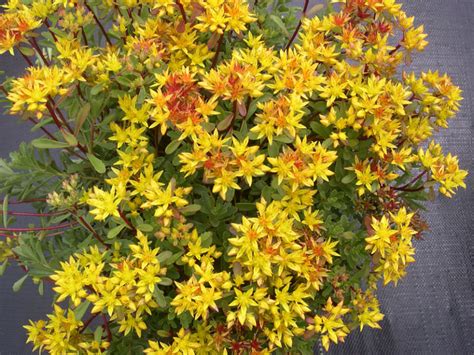 Sedum kamtschaticum var. floriferum 'Weihenstephaner Gold' | World of Succulents