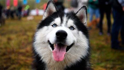 The Siberian husky: 5 facts about the most Russian dog breed (PHOTOS ...