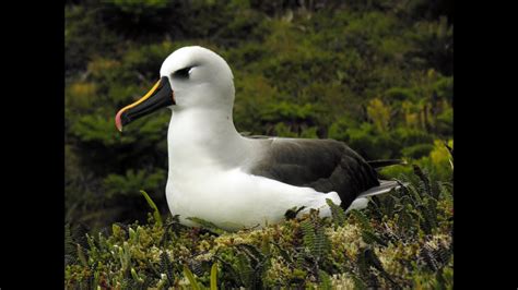 Tristan da Cunha - wildlife and heritage - YouTube