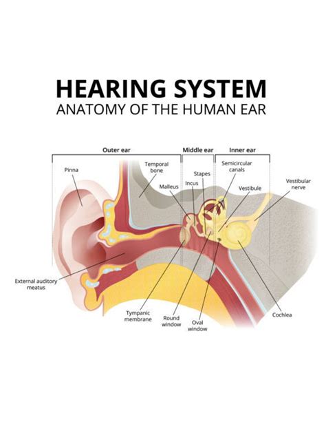 Hearing System Chart Anatomy of the Ear - Etsy in 2022 | Anatomy ...