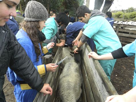 CRIAÇÃO DE ANIMAIS: Manejo Sanitário dos Caprinos Leiteiros