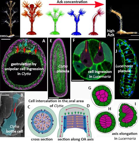 Evolution of Morphogenesis