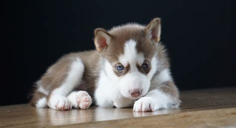 Kybra Kennels | Siberian Husky Puppies