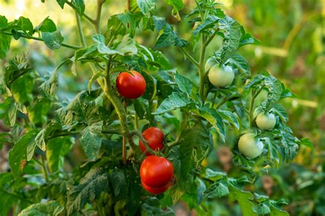 10 Companion Herbs for Tomato Gardens