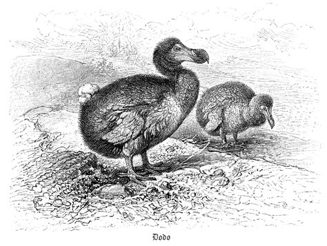 Dodo: Flightless bird that only exists in Alice's Wonderland - CGTN