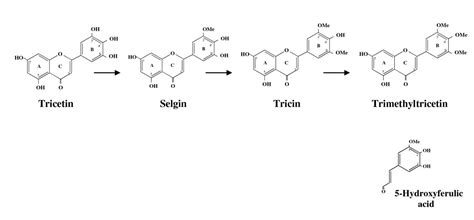 Structure-function relationships of wheat flavone O -methyltransferase ...