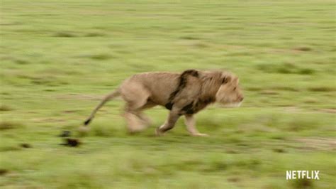 Lion Running Gif