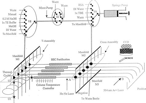 [PDF] DNA sequencing by capillary electrophoresis (review). | Semantic ...