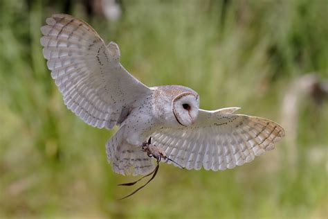 File:Australian barn owl.jpg - Wikipedia