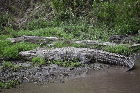 Best places to film Crocodiles in South Sudan - East Africa fixers