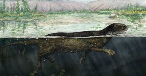 Otter-like fossil reveals early seal evolution