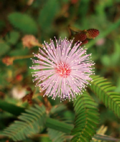 Sensitive Plant Flower Essence | 3 Flowers Healing