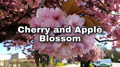 Cherry and Apple Blossoms - YouTube