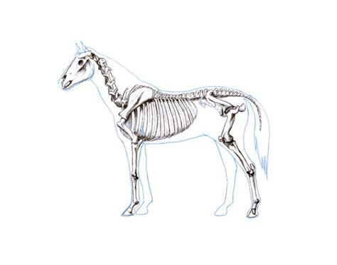 Skeletal Horse Parts Quiz