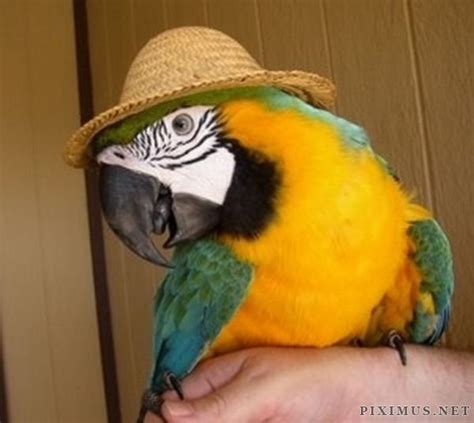 Animals wearing hats | Animals