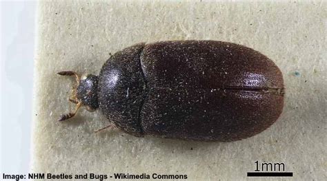 32 Black Beetles: Identification Guide (With Pictures of These Bugs)