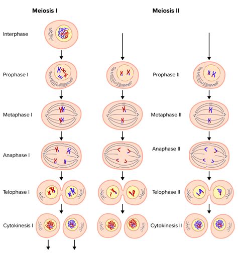 Phases Of Meiosis And Descriptions