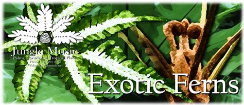 EXOTIC FERNS FOR SALE