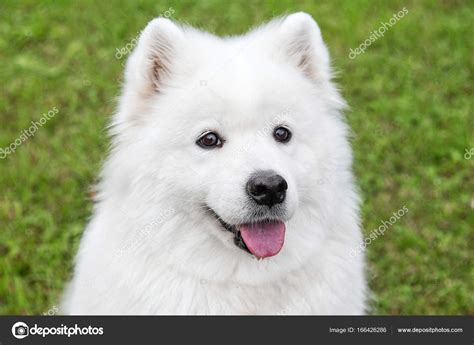 Fluffy samoyed dog in green grass — Stock Photo © ires007 #166426286