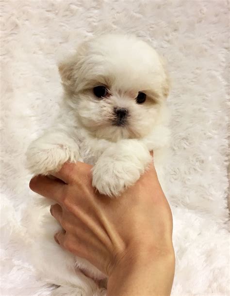 Tiny Teacup Maltese Puppy! California Los angeles puppy ... | Teacup ...