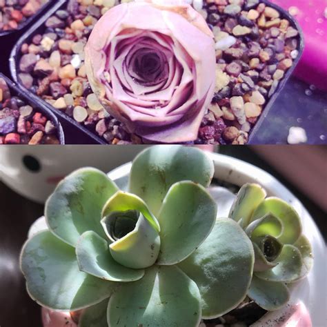 My mountainrose pink succulent from one year ago (top pic) to now ...