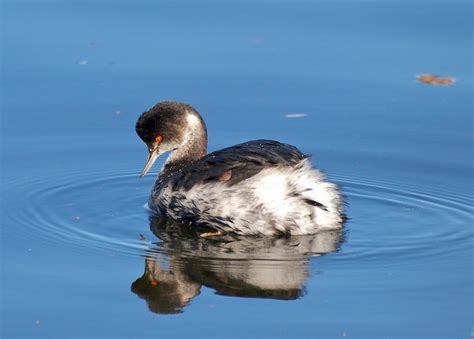 Eared Grebes Tone Things Down for Winter - Shasta Birding Society