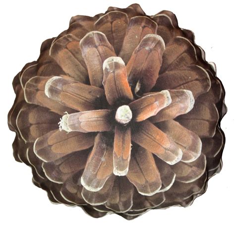 Pine cone PNG