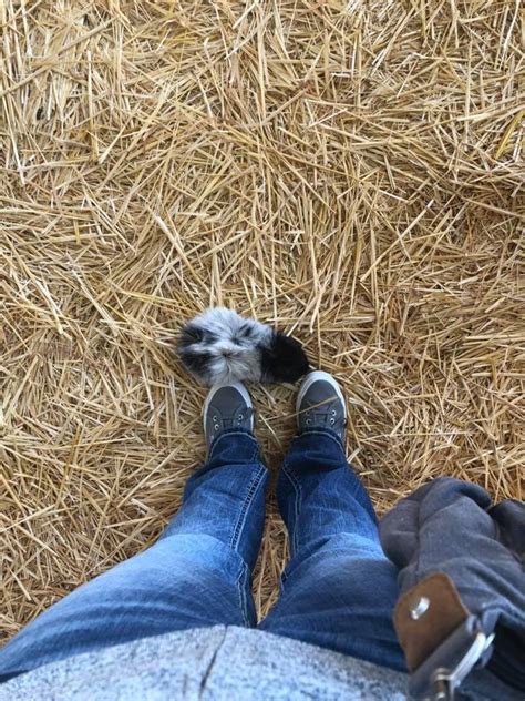 Went to a guinea pig "petting zoo" in California! Look at this little boop. : r/guineapigs