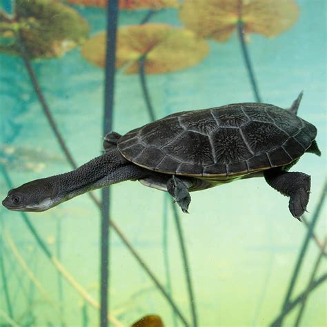 Roti Snake-necked Turtle - Singapore Zoo