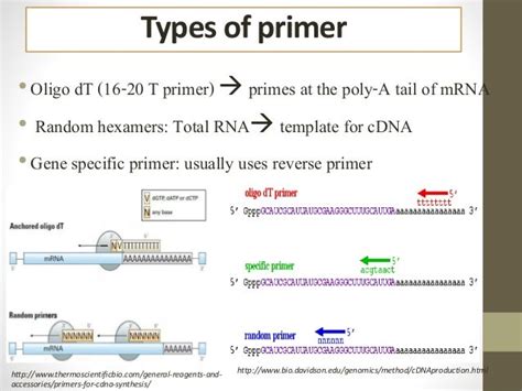 Pcr primer design english version