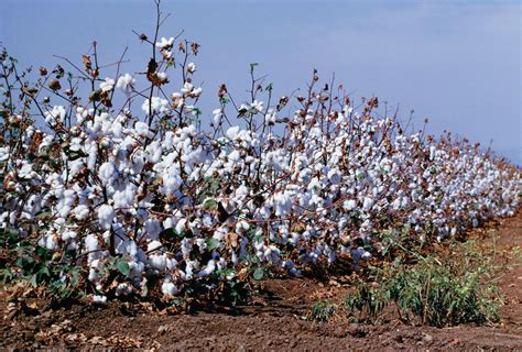 Cotton | Description, History, Production, Uses, Botanical Name, & Facts | Britannica