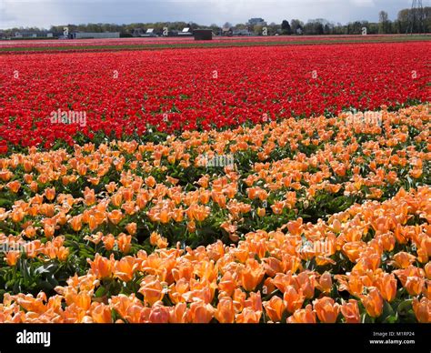 Production of tulips at a bulb farm in Holland, Netherlands Stock Photo - Alamy