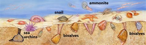 Cretaceous communities - Sam Noble Museum