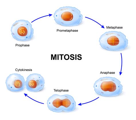 The best free Mitosis drawing images. Download from 35 free drawings of ...