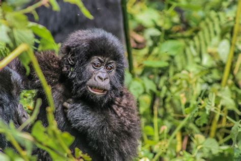 Mountain Gorilla Facts | Virunga National Park, Congo