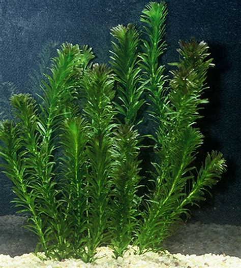 BUY2 GET1 FREE Anacharis Egeria Densa Bunch Live Aquarium | Etsy