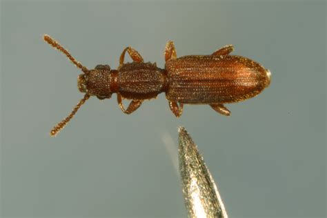 SAWTOOTHED GRAIN BEETLE Oryzaephilus surinamensis (L.)