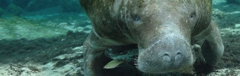 Manatee Habitat - Manatee Facts and Information