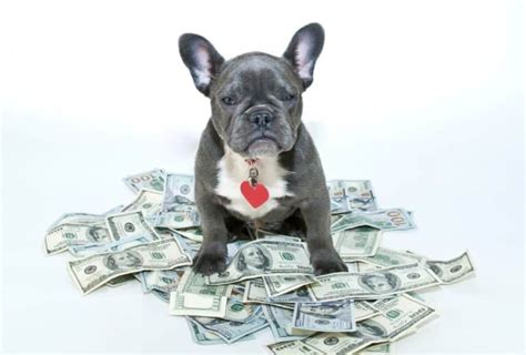 How Much Do Dog Breeders Make? [SURPRISING Real Salary] | PawLeaks