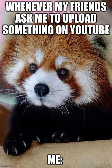 Red panda memes - Imgflip