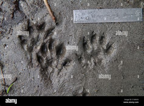 Tracks of American mink (Neovison vison) in streamside mud Stock Photo ...