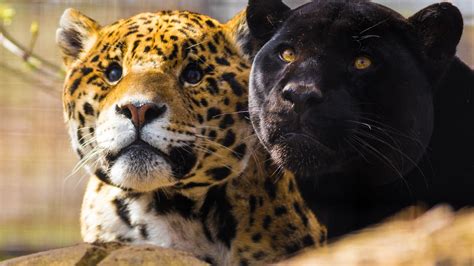 Black panther, animals, big cats, jaguars, panthers HD wallpaper | Wallpaper Flare